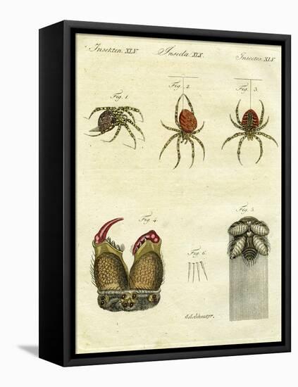 Illustration of Spiders, 1790-Jacob Xavier Schmuzer-Framed Stretched Canvas