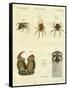 Illustration of Spiders, 1790-Jacob Xavier Schmuzer-Framed Stretched Canvas