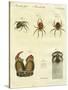 Illustration of Spiders, 1790-Jacob Xavier Schmuzer-Stretched Canvas