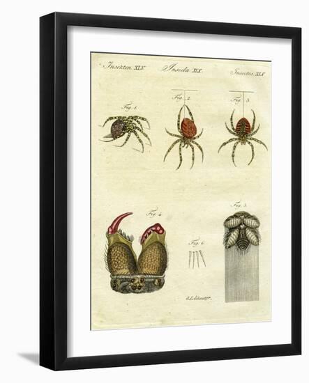 Illustration of Spiders, 1790-Jacob Xavier Schmuzer-Framed Giclee Print