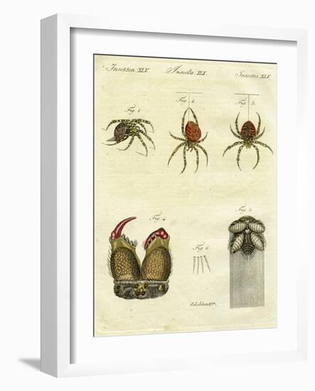 Illustration of Spiders, 1790-Jacob Xavier Schmuzer-Framed Giclee Print