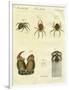 Illustration of Spiders, 1790-Jacob Xavier Schmuzer-Framed Premium Giclee Print