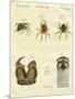 Illustration of Spiders, 1790-Jacob Xavier Schmuzer-Mounted Premium Giclee Print