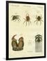 Illustration of Spiders, 1790-Jacob Xavier Schmuzer-Framed Premium Giclee Print
