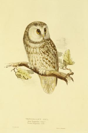 https://imgc.allpostersimages.com/img/posters/illustration-of-tengmalm-s-owl_u-L-Q1I13PO0.jpg?artPerspective=n