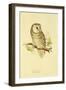 Illustration of Tengmalm's Owl-Edward Lear-Framed Giclee Print