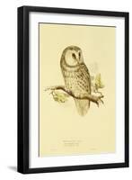 Illustration of Tengmalm's Owl-Edward Lear-Framed Giclee Print