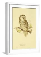 Illustration of Tengmalm's Owl-Edward Lear-Framed Giclee Print