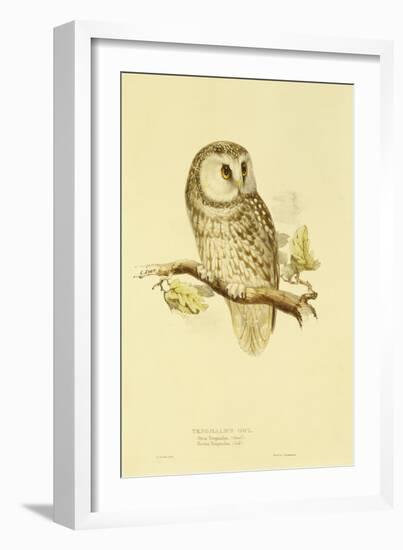 Illustration of Tengmalm's Owl-Edward Lear-Framed Giclee Print