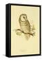 Illustration of Tengmalm's Owl-Edward Lear-Framed Stretched Canvas