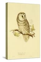 Illustration of Tengmalm's Owl-Edward Lear-Stretched Canvas