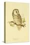 Illustration of Tengmalm's Owl-Edward Lear-Stretched Canvas