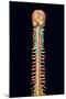 Illustration of the Human Spinal Cord And Brain-Mehau Kulyk-Mounted Photographic Print