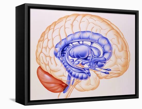 Illustration of the Limbic System of the Brain-John Bavosi-Framed Stretched Canvas