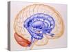 Illustration of the Limbic System of the Brain-John Bavosi-Stretched Canvas