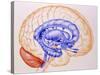 Illustration of the Limbic System of the Brain-John Bavosi-Stretched Canvas