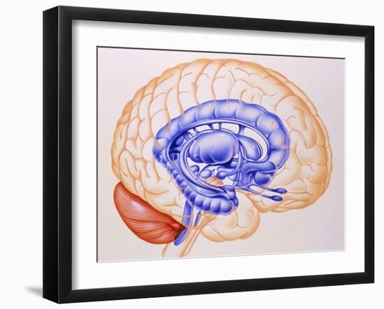 Illustration of the Limbic System of the Brain-John Bavosi-Framed Photographic Print
