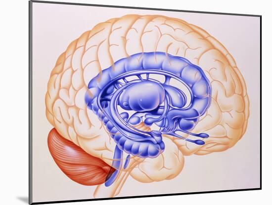 Illustration of the Limbic System of the Brain-John Bavosi-Mounted Photographic Print