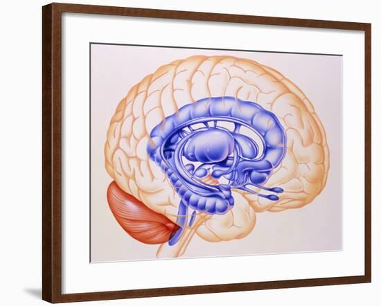 Illustration of the Limbic System of the Brain-John Bavosi-Framed Photographic Print