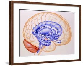 Illustration of the Limbic System of the Brain-John Bavosi-Framed Photographic Print