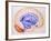 Illustration of the Limbic System of the Brain-John Bavosi-Framed Photographic Print