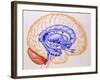 Illustration of the Limbic System of the Brain-John Bavosi-Framed Photographic Print