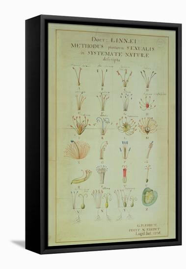Illustration of the Linnean Plant Sexual System (Coloured Engraving)-Carl Linnaeus-Framed Stretched Canvas
