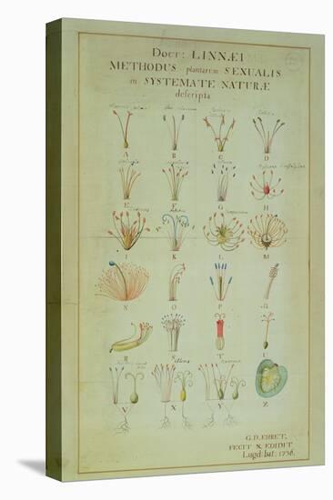 Illustration of the Linnean Plant Sexual System (Coloured Engraving)-Carl Linnaeus-Stretched Canvas