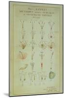 Illustration of the Linnean Plant Sexual System (Coloured Engraving)-Carl Linnaeus-Mounted Giclee Print