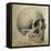 Illustration of the Skull of a Bushman of the Hottentot Tribe Africa-null-Framed Stretched Canvas