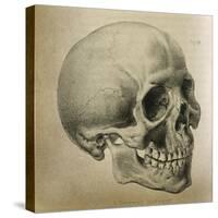 Illustration of the Skull of a Bushman of the Hottentot Tribe Africa-null-Stretched Canvas