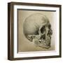 Illustration of the Skull of a Bushman of the Hottentot Tribe Africa-null-Framed Art Print