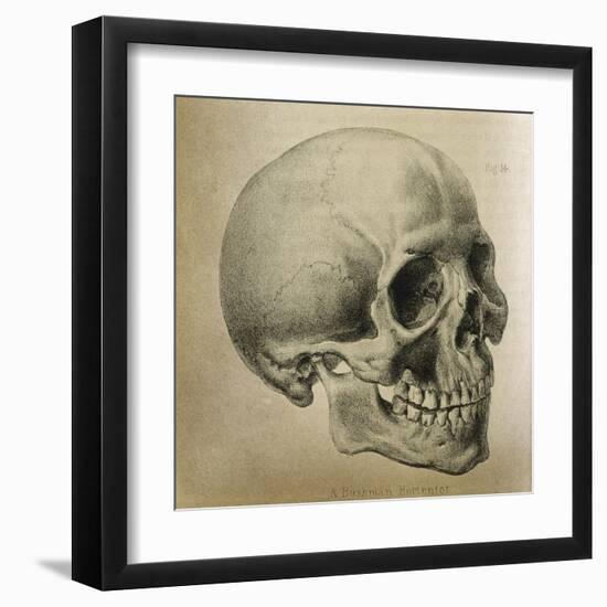 Illustration of the Skull of a Bushman of the Hottentot Tribe Africa-null-Framed Art Print