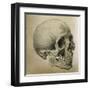 Illustration of the Skull of a Bushman of the Hottentot Tribe Africa-null-Framed Art Print