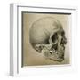 Illustration of the Skull of a Bushman of the Hottentot Tribe Africa-null-Framed Art Print