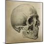 Illustration of the Skull of a Bushman of the Hottentot Tribe Africa-null-Mounted Art Print