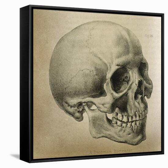 Illustration of the Skull of a Bushman of the Hottentot Tribe Africa-null-Framed Stretched Canvas