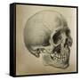 Illustration of the Skull of a Bushman of the Hottentot Tribe Africa-null-Framed Stretched Canvas