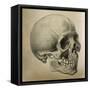 Illustration of the Skull of a Bushman of the Hottentot Tribe Africa-null-Framed Stretched Canvas