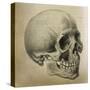 Illustration of the Skull of a Bushman of the Hottentot Tribe Africa-null-Stretched Canvas