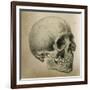 Illustration of the Skull of a Bushman of the Hottentot Tribe Africa-null-Framed Art Print