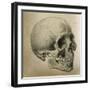 Illustration of the Skull of a Bushman of the Hottentot Tribe Africa-null-Framed Art Print