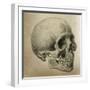 Illustration of the Skull of a Bushman of the Hottentot Tribe Africa-null-Framed Art Print