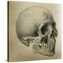 Illustration of the Skull of a Bushman of the Hottentot Tribe Africa-null-Stretched Canvas