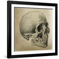 Illustration of the Skull of a Bushman of the Hottentot Tribe Africa-null-Framed Art Print