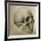 Illustration of the Skull of a Bushman of the Hottentot Tribe Africa-null-Framed Art Print