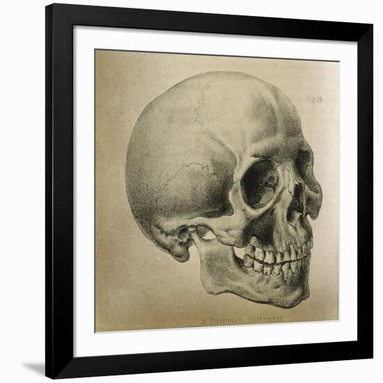 Illustration of the Skull of a Bushman of the Hottentot Tribe Africa-null-Framed Art Print