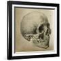 Illustration of the Skull of a Bushman of the Hottentot Tribe Africa-null-Framed Art Print