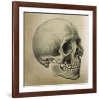 Illustration of the Skull of a Bushman of the Hottentot Tribe Africa-null-Framed Art Print