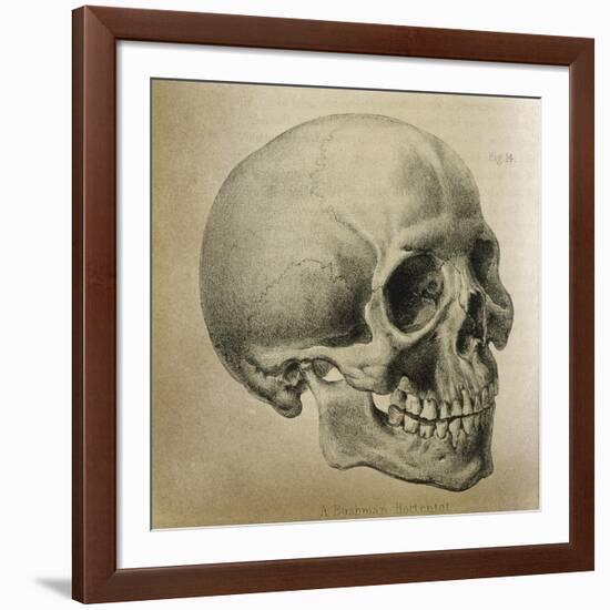 Illustration of the Skull of a Bushman of the Hottentot Tribe Africa-null-Framed Art Print